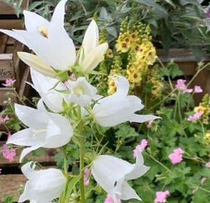 Campanula latifolia 'Alba'  5L