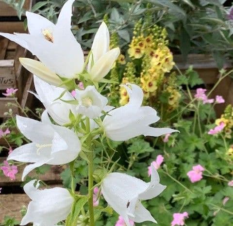 Campanula latifolia 'Alba'  5L