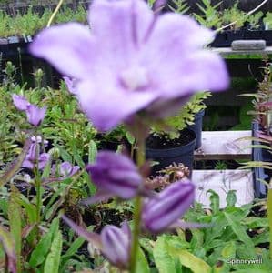Campanula latiloba 'Hidcote Amethyst'  2L