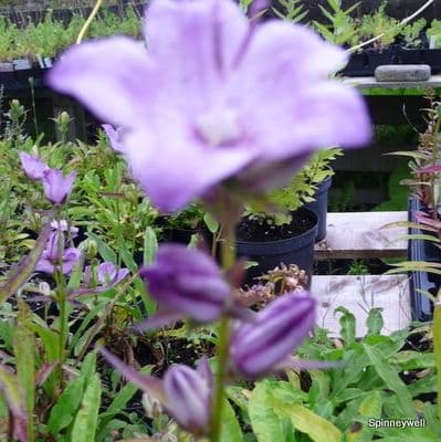 Campanula latiloba 'Hidcote Amethyst'  2L