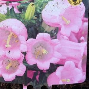 Campanula medium 'Rose' (Canterbury Bells) 3L