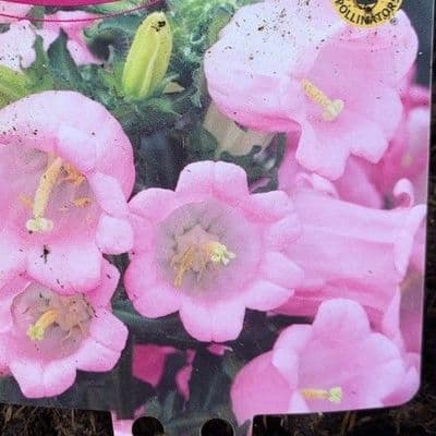Campanula medium 'Rose' (Canterbury Bells) 3L