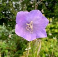 Campanula persic.'Telham Beauty'  3L  SOLD OUT