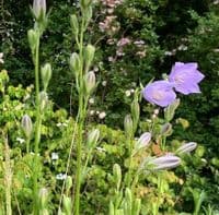 Campanula persic.'Telham Beauty'  3L  SOLD OUT