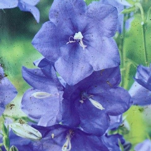 Campanula persic.'Telham Beauty'  3L  SOLD OUT