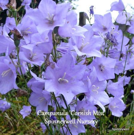 Campanula persicifolia 'Cornish Mist'   2L OUT OF STOCK
