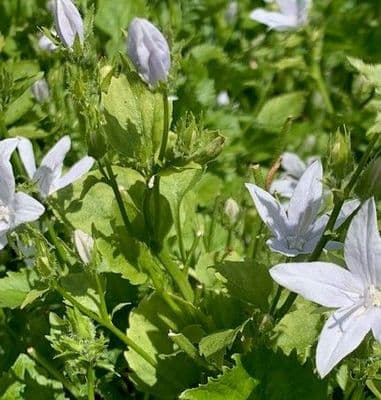 Campanula posch. 'E.H. Frost'  3L