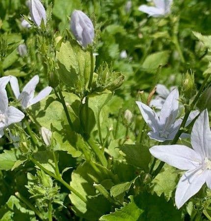 Campanula posch. 'E.H. Frost'  3L