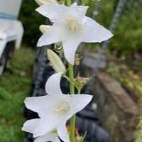 Campanula pyramidalis Alba 2/3L
