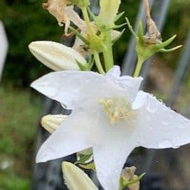 Campanula pyramidalis Alba 2/3L