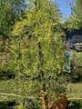Caragana arb.  pendula 'Walker'  pea tree  10L  120cm clear stem. READY NOW.  COLLECTION RECOMMENDED