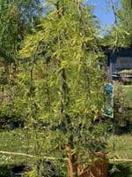 Caragana arb.  pendula 'Walker'  pea tree  10L  120cm clear stem. READY NOW.  COLLECTION RECOMMENDED