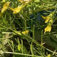 Caragana arb.  pendula 'Walker'  pea tree  10L  120cm clear stem. READY NOW.  COLLECTION RECOMMENDED
