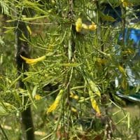 Caragana arb.  pendula 'Walker'  pea tree  10L  120cm clear stem. READY NOW.  COLLECTION RECOMMENDED