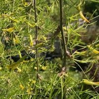 Caragana arb.  pendula 'Walker'  pea tree  10L  120cm clear stem. READY NOW.  COLLECTION RECOMMENDED
