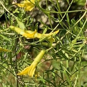 Caragana arb.  pendula 'Walker'  pea tree  10L  120cm clear stem. READY NOW.  COLLECTION RECOMMENDED