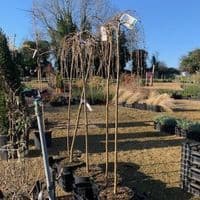 Caragana arb.  pendula 'Walker'  pea tree  10L  120cm clear stem. READY NOW.  COLLECTION RECOMMENDED