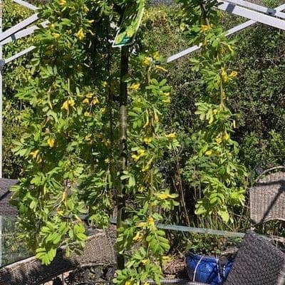 Caragana arborescens  pendula  pea tree   10L  120cm clear stem    COLLECTION RECOMMENDED