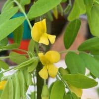 Caragana arborescens  pendula  pea tree   10L  120cm clear stem  READY NOW.   COLLECTION RECOMMENDED