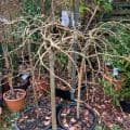 Caragana arborescens  pendula  pea tree   10L  120cm clear stem  READY NOW.   COLLECTION RECOMMENDED