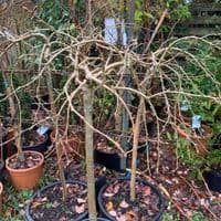 Caragana arborescens  pendula  pea tree   10L  120cm clear stem  READY NOW.   COLLECTION RECOMMENDED
