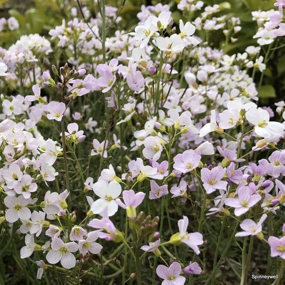 Cardamine pratensis  9cm