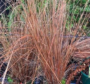 Carex buchanii   3L