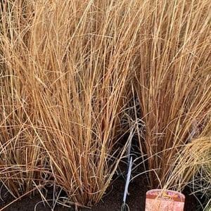 Carex 'Coman's Bronze'  2L