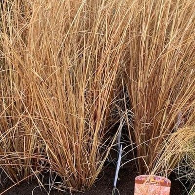 Carex 'Coman's Bronze'  9cm