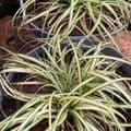 Carex  'Evergold' (oshimensis)  2L