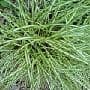 Carex  'Evergold' (oshimensis)  2L