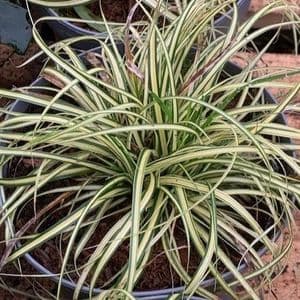 Carex  'Evergold' (oshimensis)  2L