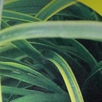 Carex  'Everlime'  (oshimensis) PBR  SOLD OUT   3L