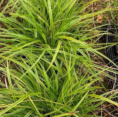 Carex  'Everlime'  (oshimensis) PBR  SOLD OUT   3L