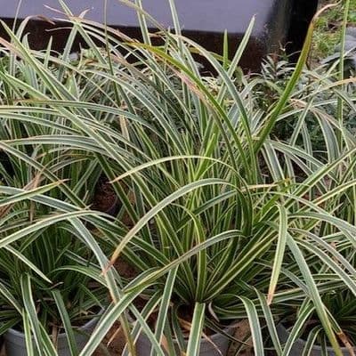 Carex 'Ice Dance'  (morrowii) 9cm