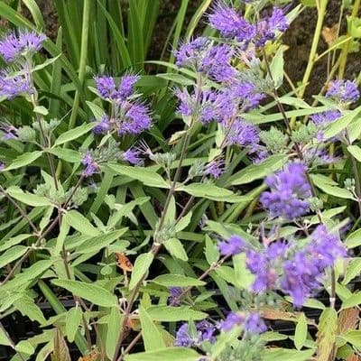 Caryopteris 'Heavenly Blue'  5L  READY AUGUST