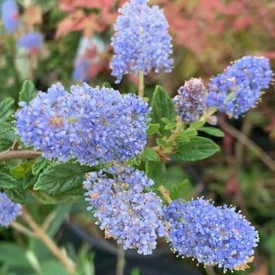 Ceanothus 'Autumnal Blue'  7.5L
