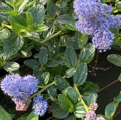 Ceanothus thrysiflorus Repens  15L