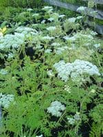 Cenolophium denudatum 2L  NEW STOCK