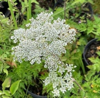 Cenolophium denudatum 2L  NEW STOCK