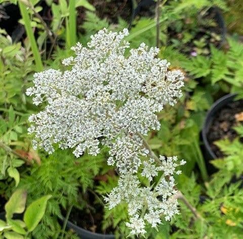 Cenolophium denudatum 2L  NEW STOCK