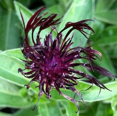 Centaurea montana Jordy  2L
