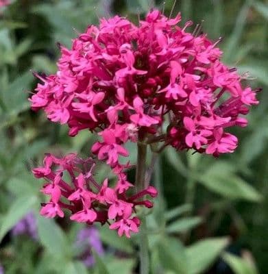 Centranthus ruber var.coccineus  3L