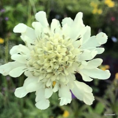 Cephalaria gigantea  5L