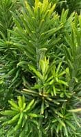 Cephalotaxus harringtonii 'Fastigiata'  10L