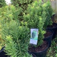 Cephalotaxus harringtonii 'Fastigiata'  10L