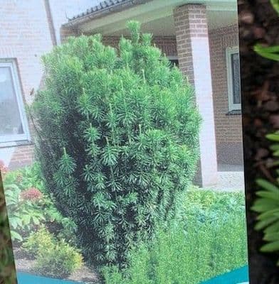 Cephalotaxus harringtonii 'Fastigiata'  30L  90-110cm COLLECTION ONLY