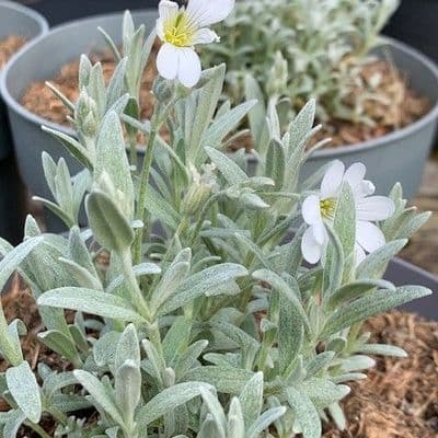 Cerastium tomentosum  (snow in summer) 2L