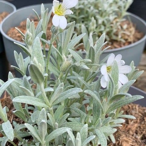 Cerastium tomentosum  (snow in summer) 2L