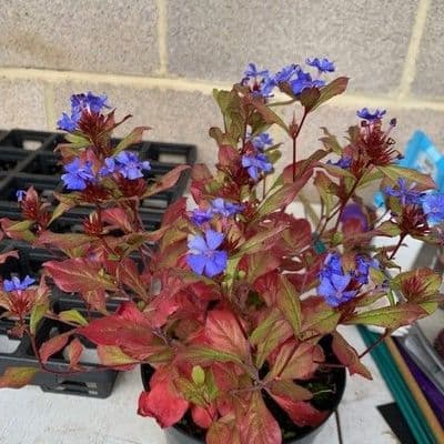 Ceratostiga willmottianum  3L